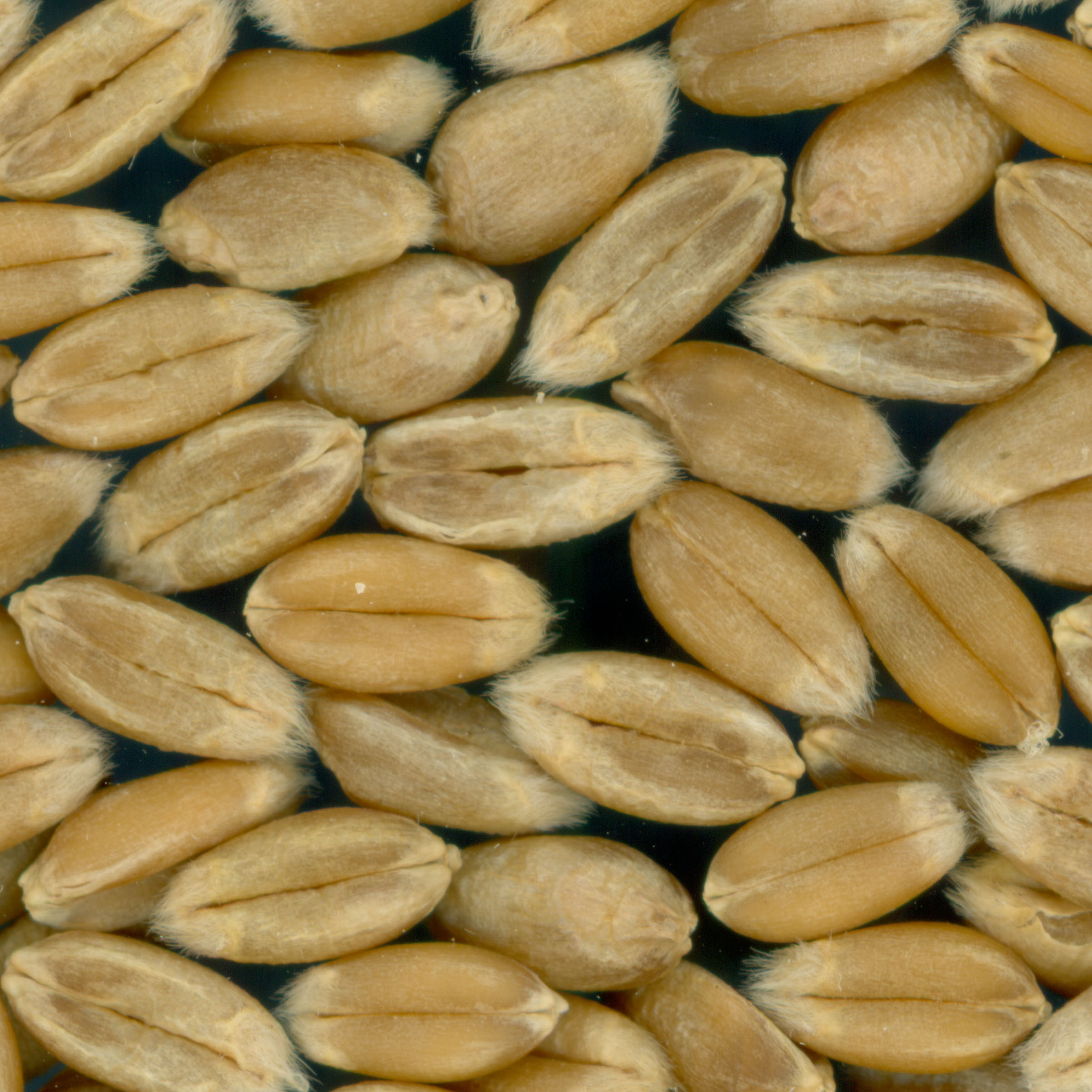 KERNELS